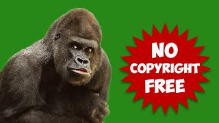 Green Screen Animal Gorilla Background Video Effect Gorilla Ape