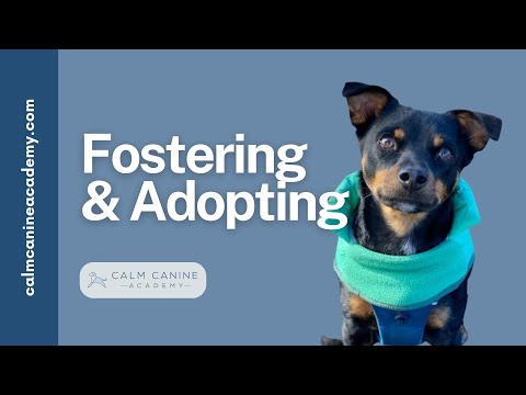 Fostering & Adopting  How To Care For Your New Dog