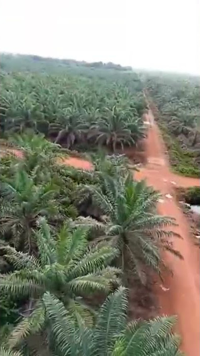 kebun sawit kalimantan Barat