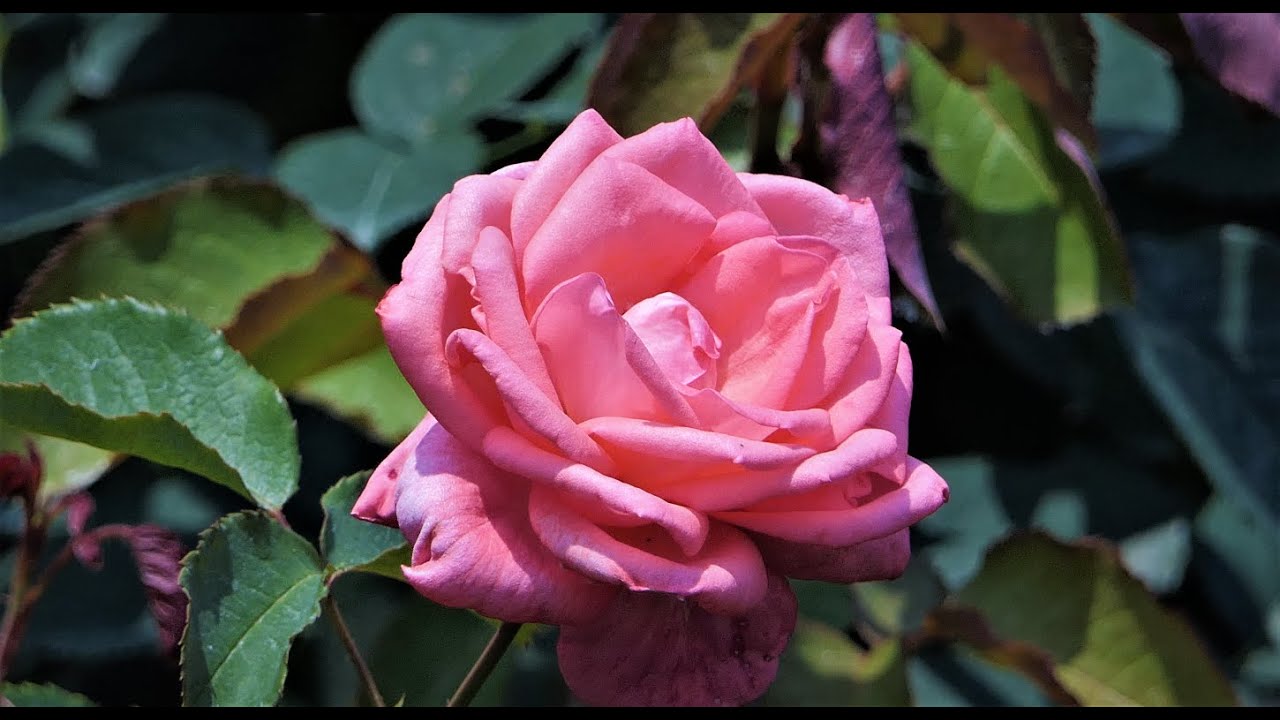 6月2日薔薇 Rose Two の日 神代植物公園21 June 2nd 6 Ro 2 Zu Rose Day At Jindai Botanical Garden 21 Youtube