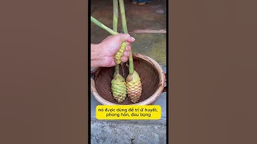 Thứ củ mọc trên đồi, chữa bệnh hay không ngờ. #duoclieu #duoclieuquy #namduoc #caythuocnam