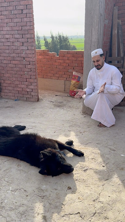 الحجوج قاتل شعبولا بالمسدس😱😭