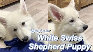 Meet our white swiss shepherd puppy