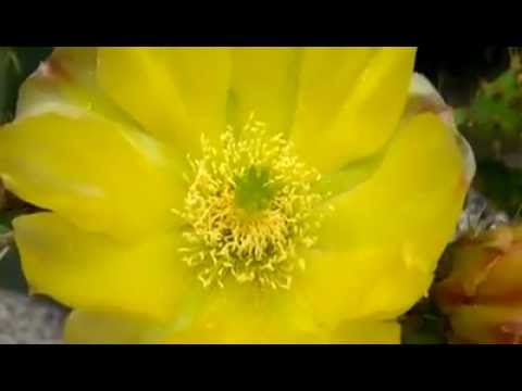 Vídeo: Com atrauen les flors als pol·linitzadors?