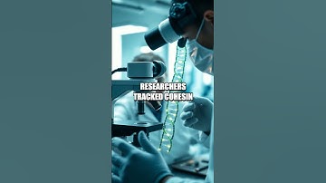 Loops in Real Time: Chromatin Dynamics Unveiled by Live-Cell Imaging