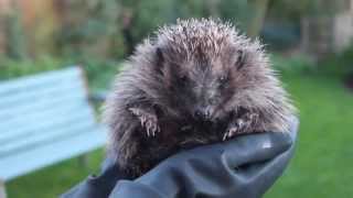 Hedgehog noises  grumpy wild hedgehog 'huffing'