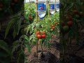 Amazing Vertical Garden using Pepsi Bottles! 🌿 | Gardencraft DIY #shorts
