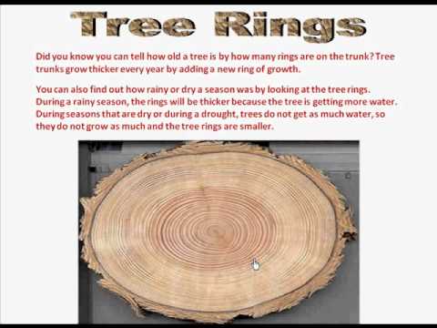 What produces the annual rings in trees? - Quora