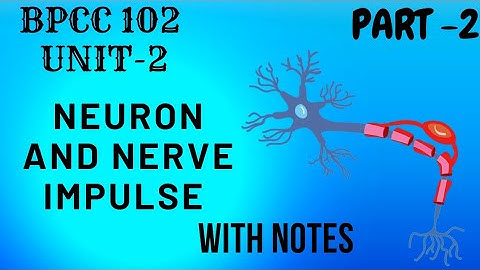 BPCC102/PART-2/NEURON AND NERVE IMPULSE/[BAPCH]/PSYCHO STUDY