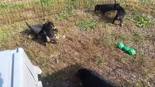 Эос Berro Vom Rexon Forst X Foxa Vom Rexon Forst X Karambol Art Ii Aluminium X Locha