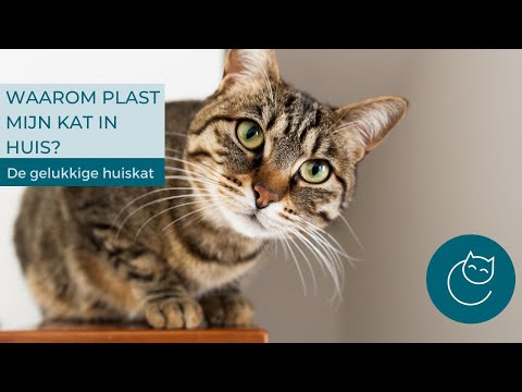 Video: Waarom plas mijn kat in het huis?