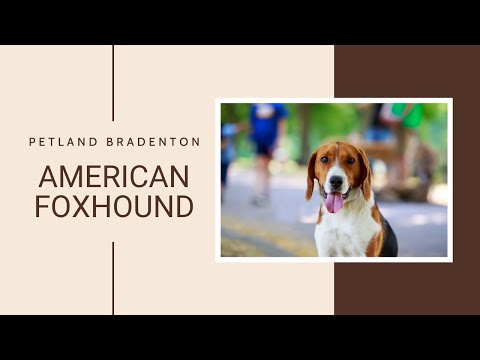Video: Amerikansk Foxhound