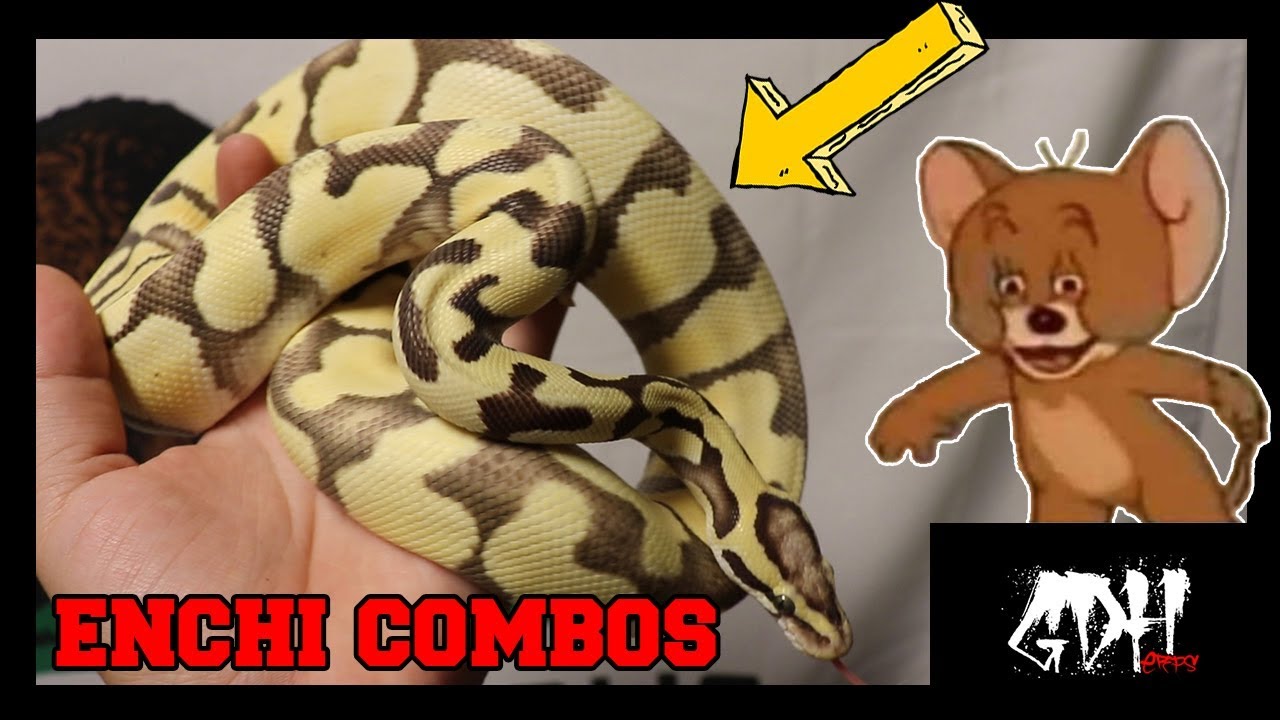 beetle in tagalog THE ENCHI GENE!