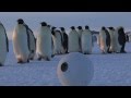 Robot Snowballcam confuses Emperor Penguins