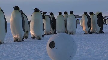 Robot Snowballcam confuses Emperor Penguins