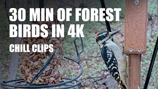 Chill Clips: 30 min of ambient woodland birds feeding in 4K by Birdchill™ birdwatching cams 74 views 1 year ago 30 minutes