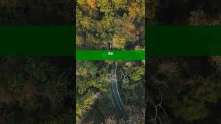Тест на знание немецких артиклей Часть 55 (уровень простой) #немецкийязык #немецкийдляначинающих