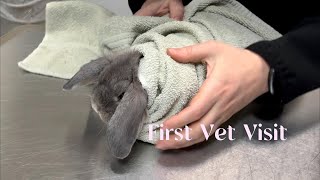 luna's vlog. first ever vet appointment, check ✔️