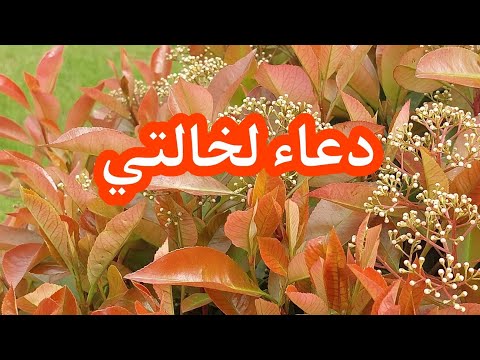 أجمل دعاء لخالتي بنكهة أمي حالات واتس اب للخالة كل سنة وانتي طيبة وبخير خالتي دعاء 2022 سنة سعيد