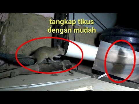 cara mudah buat prangkap tikus dengan galon bekas cara mudah buat prangkap tikus dengan galon bekas