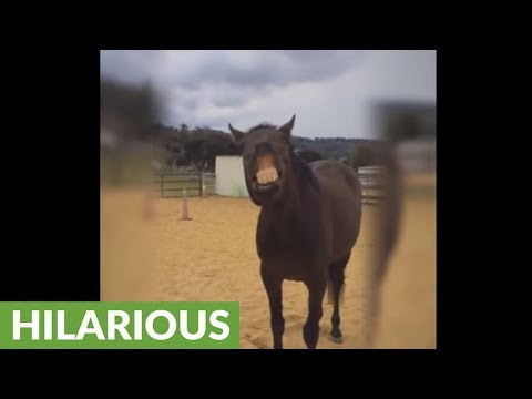 funny-horse-makes-hilarious-facial-expressions