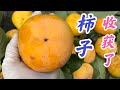 How to take care of Fuyu Imoto persimmon.  怎样正确的种植柿子树  #果树的修剪,养护及繁殖