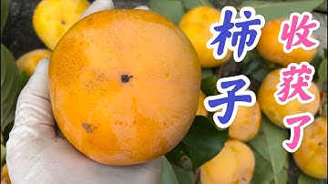 How to take care of Fuyu Imoto persimmon.  怎样正确的种植柿子树  #果树的修剪，养护及繁殖