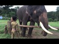 Kumki elephant feeding at mudumalai