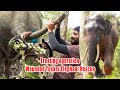 Elephant&#39;s Journey to Recovery: Treating Injuries and Illness #thewildelephant #wildliferescue