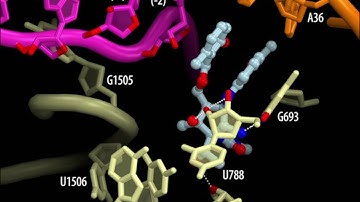 Mechanism of Action of the Antibiotic PACTAMYCIN on the 70S Ribosome