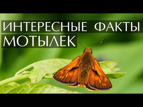 Мотылек - интересные факты