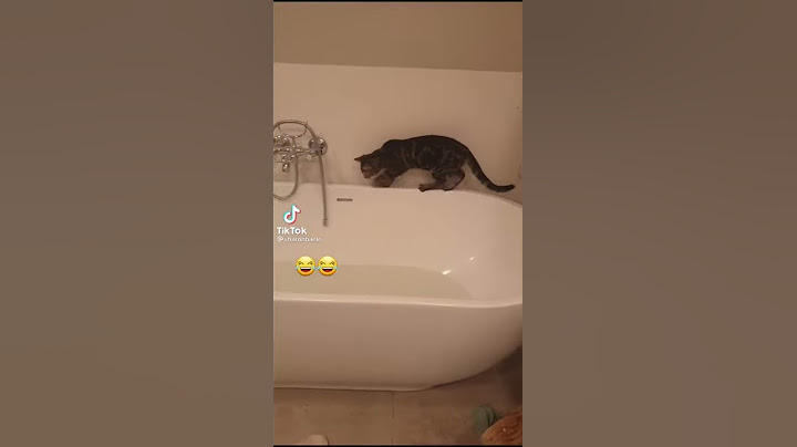 #gatti 🤣🤣 #acqua