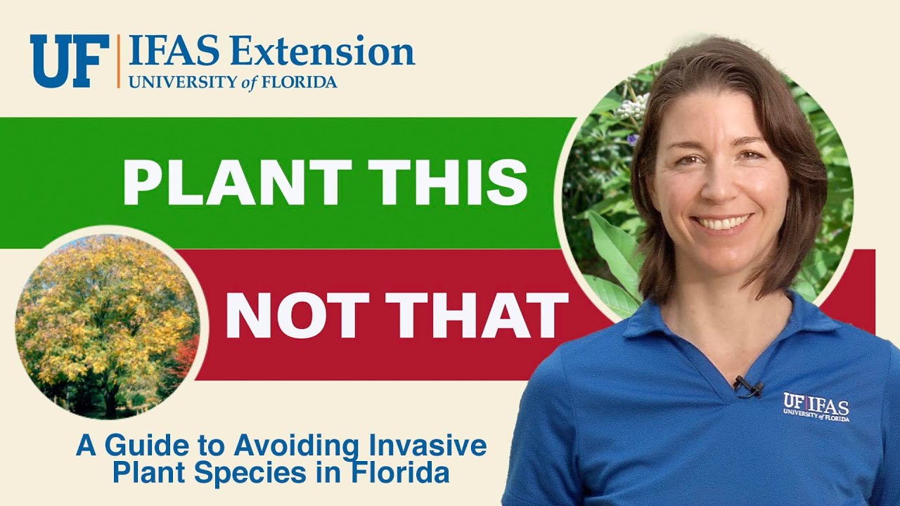 Plant This, Not That: Wandering Dude vs Sunshine Mimosa