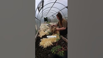 Have you used sheep wool in the garden? 🐑  #mulching #homegrown  #organic #gardening #horticulture