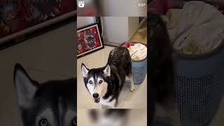 İş köpeği bu olmasa gerek. Çalışan kan Husky #shorts #dog #husky hus