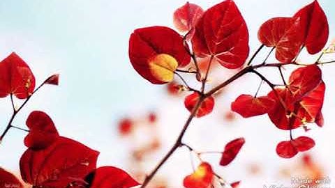 تلاوة تقشر لها الابدان... لا اقسم بيوم القيامة... بصوت القارئ ياسر الدويسي