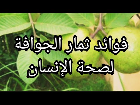 فوائد فاكهة الجوافة