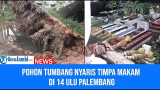 Detik-detik Pohon Besar Tumbang Timpa Nyaris Timpa Kuburan di Palembang