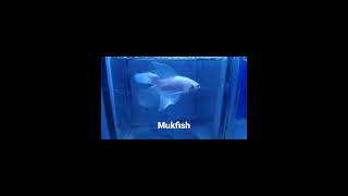 Ikan Cupang Halfmoon Doble Tail Platinum ?|ikancupang