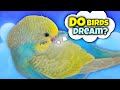 Do Birds Have Dreams?