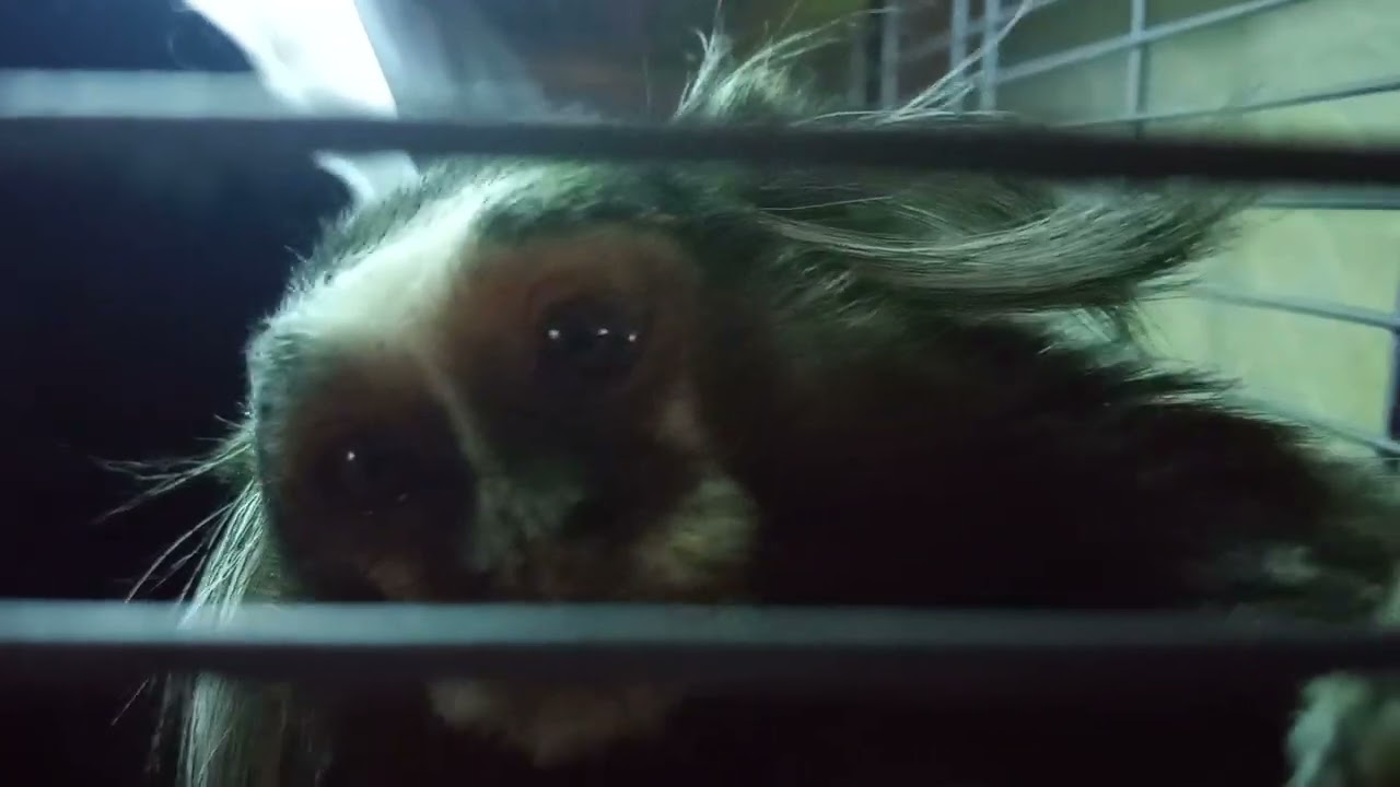 Baby Monkey up close and personal - common marmoset