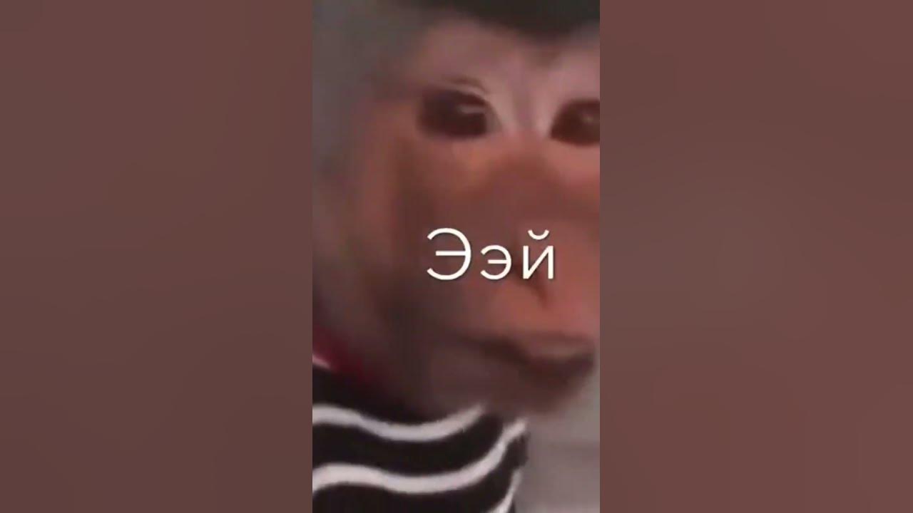 Азербайджанский Меймун😂 - YouTube