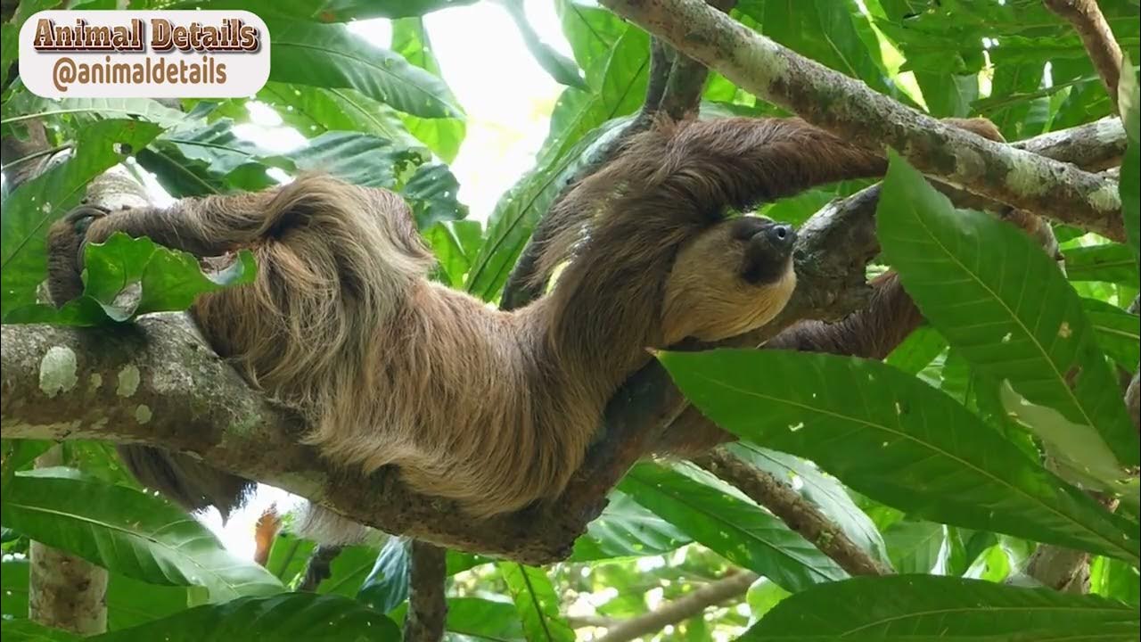 Pygmy Three-toed Sloth - The World's Smallest Sloth - YouTube