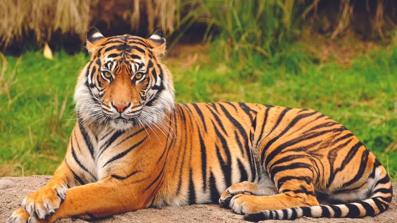 “Roar of the Wild: Bengal Tiger in Nainital” #shorts #viral #nainital #uttrakhand 