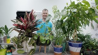 Обзор моих растений август 2019