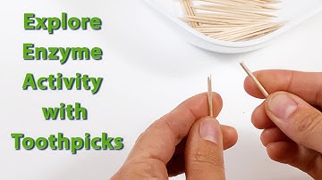 Explore Enzyme Activity with Toothpicks | STEM Activity