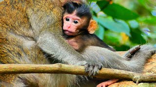 Baby monkey is hugging to its mother warmly