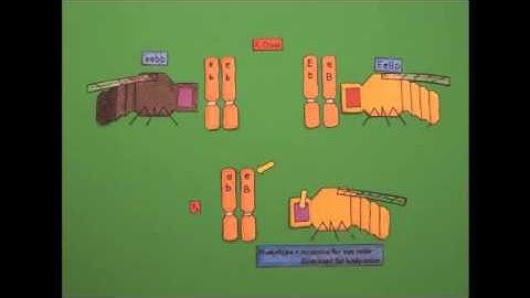 Genetic Linkage and Mapping