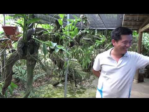 19-5-2019 thăm vườn lan đẹp mộc mạc,đơn giản nhưng chan thật của những người đam mê hoa lan rừng !