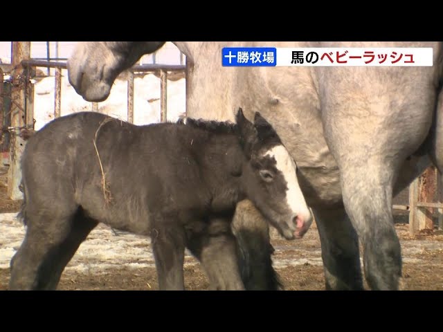 ばん馬の戦場―北海道ばんえい競馬追跡行 (MIZUKI NONFICTION S Amazon.com: ばん馬の戦場―北海道ばんえい競馬追跡行(MIZUKI